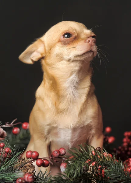 Chihuahua Noël — Photo