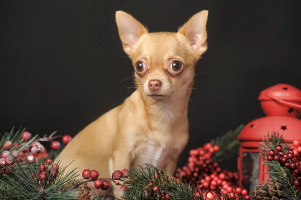 Chihuahua with fir tree — Stock Photo, Image