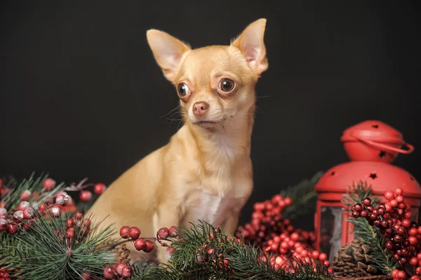 Chihuahua Natale — Foto Stock