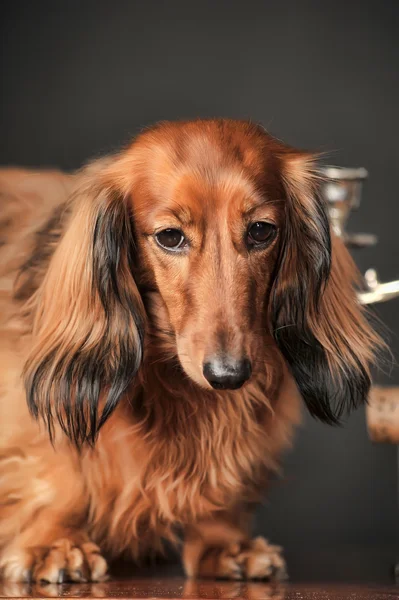 长头发的腊肠犬工作室 — 图库照片