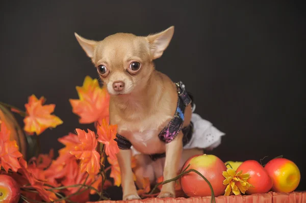 Chihuahua hojas de otoño —  Fotos de Stock