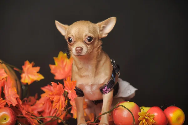 Chihuahua feuilles d'automne — Photo