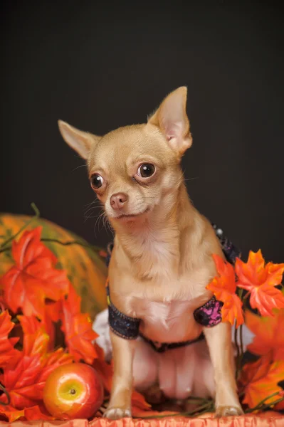 Chihuahua hojas de otoño —  Fotos de Stock