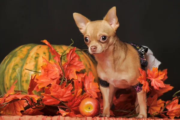 Chihuahua hojas de otoño —  Fotos de Stock