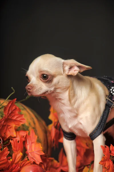 Chihuahua höstlöv — Stockfoto