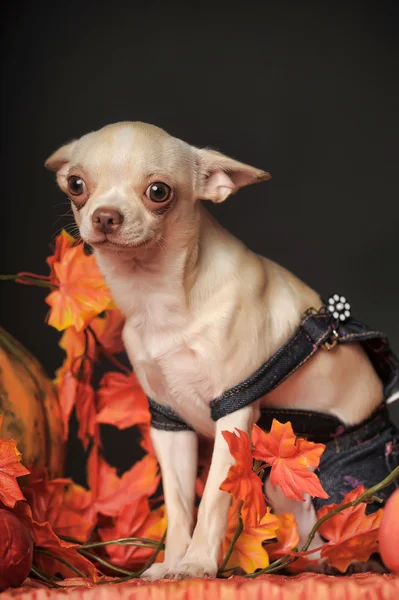 Chihuahua autumn odchodzi — Zdjęcie stockowe