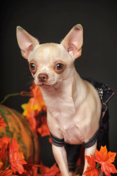 Chihuahua hojas de otoño —  Fotos de Stock