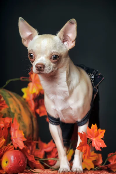 Chihuahua hojas de otoño —  Fotos de Stock