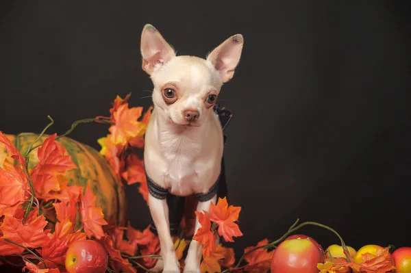 Chihuahua sonbahar yaprakları — Stok fotoğraf