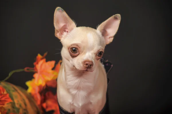 Chihuahua feuilles d'automne — Photo