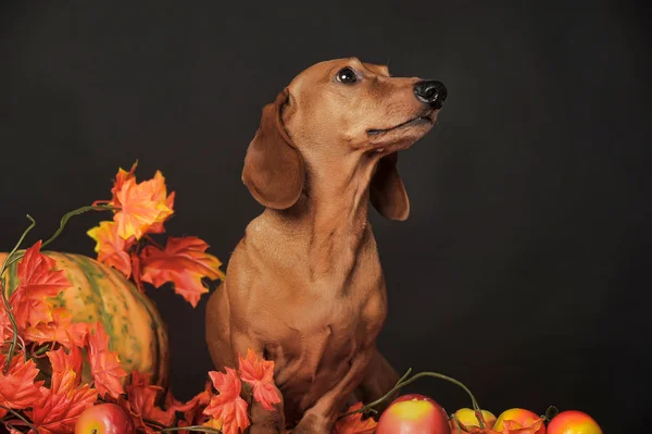 Brown dachshund — Stock Photo, Image