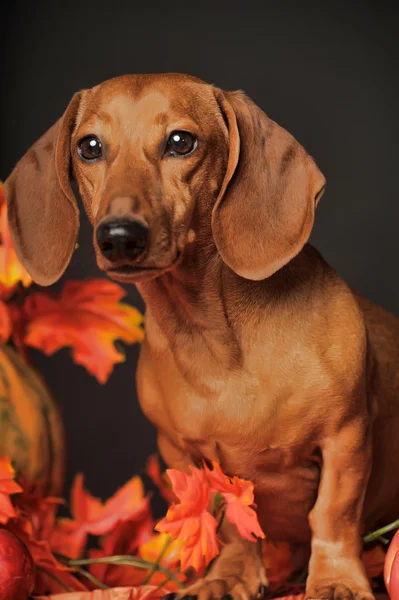 Kahverengi dachshund — Stok fotoğraf