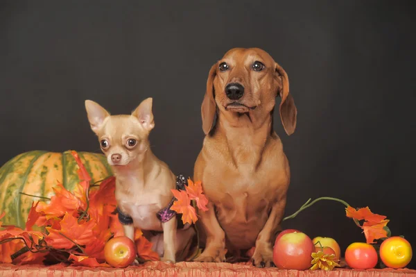 Dois cães — Fotografia de Stock