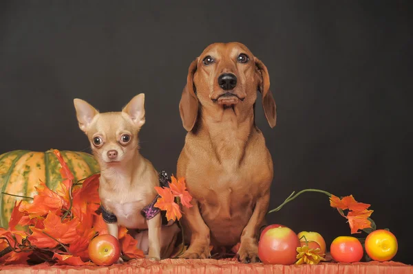 İki köpek. — Stok fotoğraf