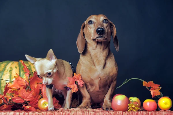 İki köpek. — Stok fotoğraf