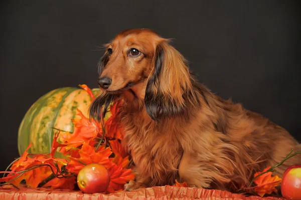 Dachshund castanho — Fotografia de Stock