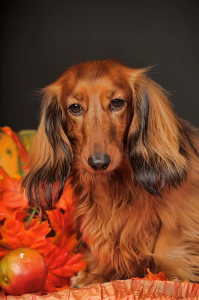 Dachshund castanho — Fotografia de Stock