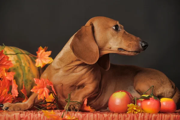 Dachshund castanho — Fotografia de Stock