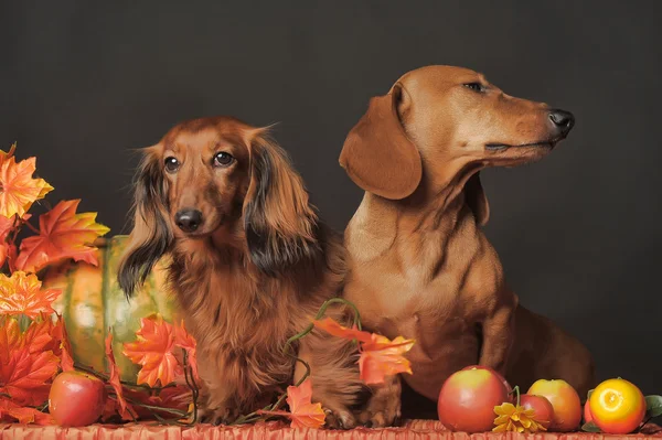 Kahverengi dachshunds — Stok fotoğraf