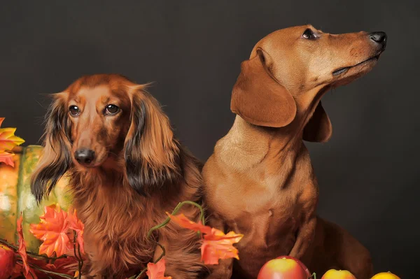 Dachshunds castanhos — Fotografia de Stock