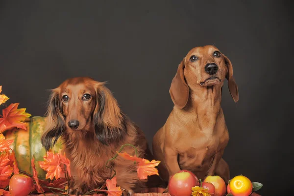 Iki kahverengi dachshunds — Stok fotoğraf
