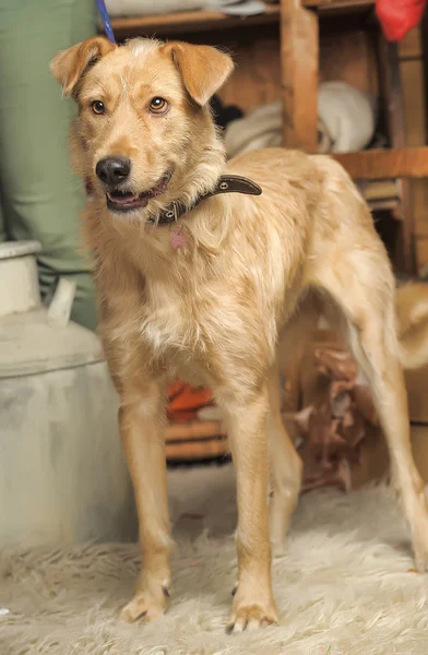 Rosso dai capelli terrier cane incrocio razza — Foto Stock