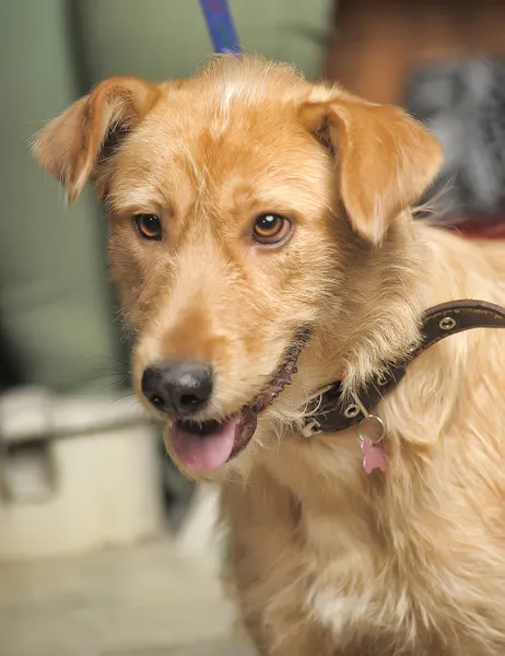 Perro terrier pelirrojo cruzado — Foto de Stock