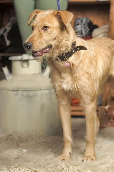 Perro terrier pelirrojo cruzado — Foto de Stock