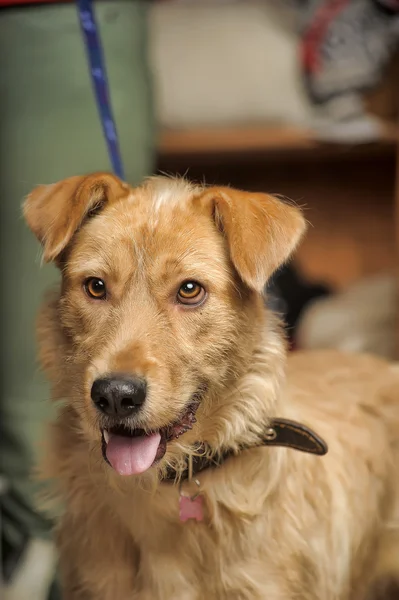 Roodharige Terriër hond kruising — Stockfoto