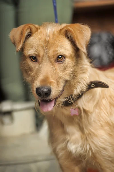Κοκκινομάλλης τεριέ σκυλί κραμβέλαιο — Φωτογραφία Αρχείου