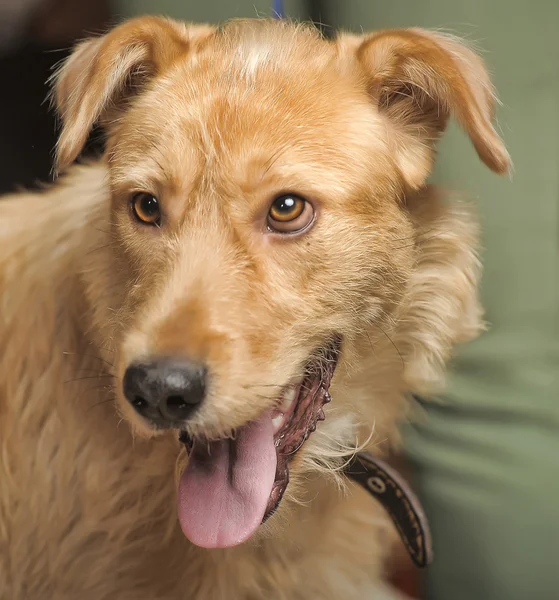 Rothaariger Terrier-Mischling — Stockfoto