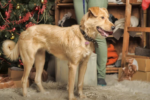 Rosso dai capelli terrier cane incrocio razza — Foto Stock