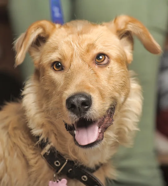Zrzavý teriér pes kříženec — Stock fotografie