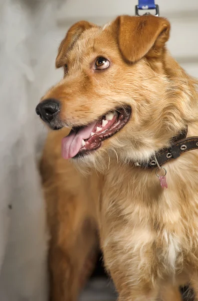 Kızıl saçlı terrier köpek azman — Stok fotoğraf