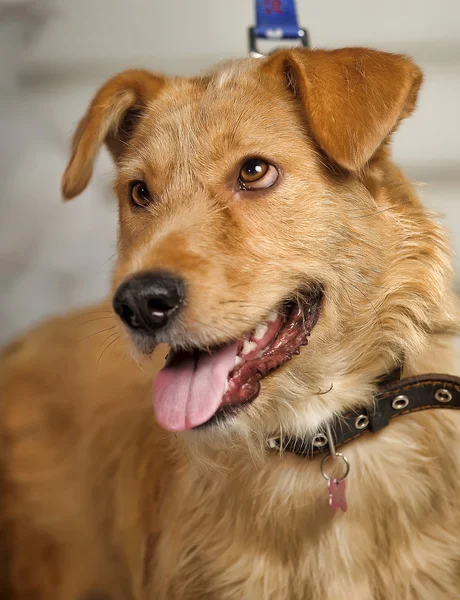 Kızıl saçlı terrier köpek azman — Stok fotoğraf