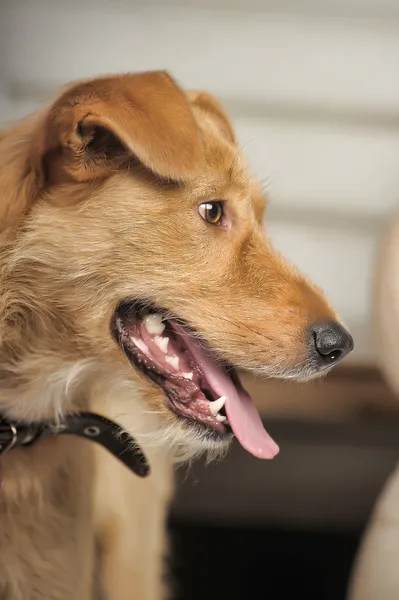 Rothaariger Terrier-Mischling — Stockfoto