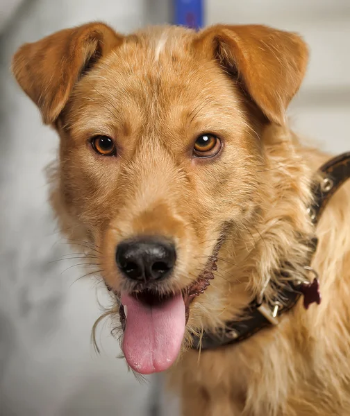 Rödhårig terrier hund blandras — Stockfoto