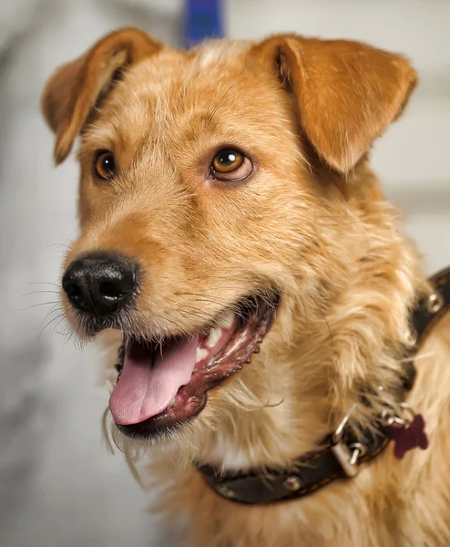 Kızıl saçlı terrier köpek azman — Stok fotoğraf