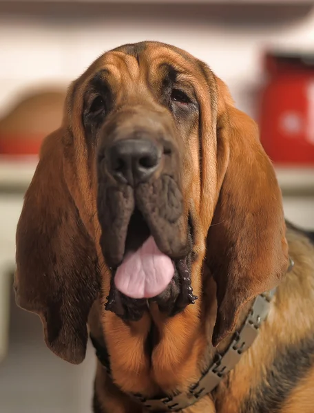 Bloodhound — Stok fotoğraf