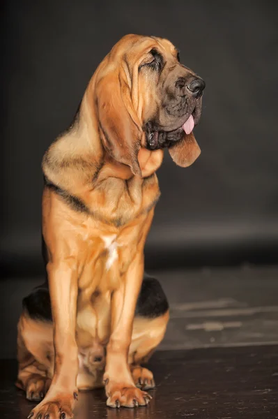 Bloodhound — Stock Photo, Image
