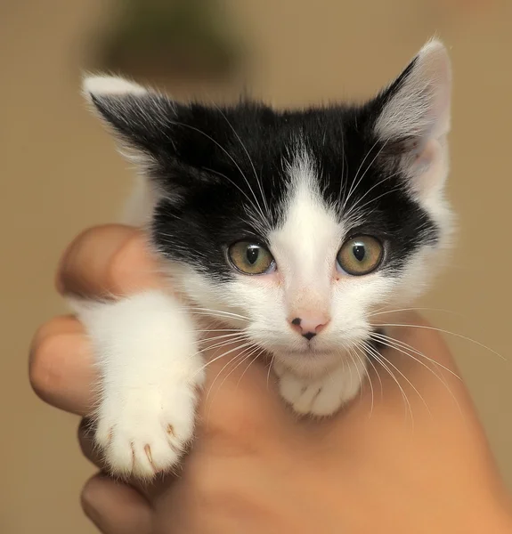 Kleine kitten — Stockfoto