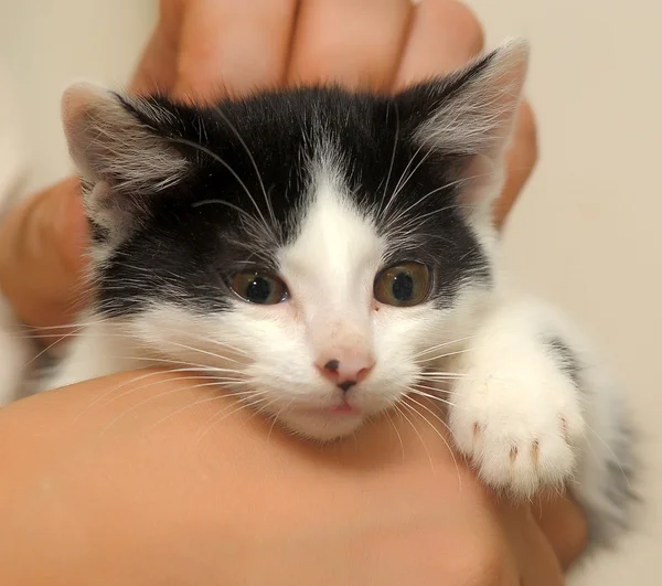 Piccolo gattino — Foto Stock