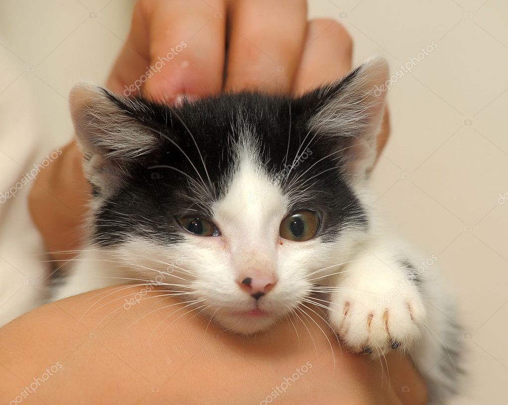 Petit Chaton Image Libre De Droit Par Evdoha C