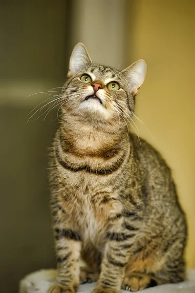 Mooie jonge tabby korthaar kat — Stockfoto