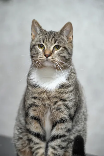 Portrét kočky — Stock fotografie