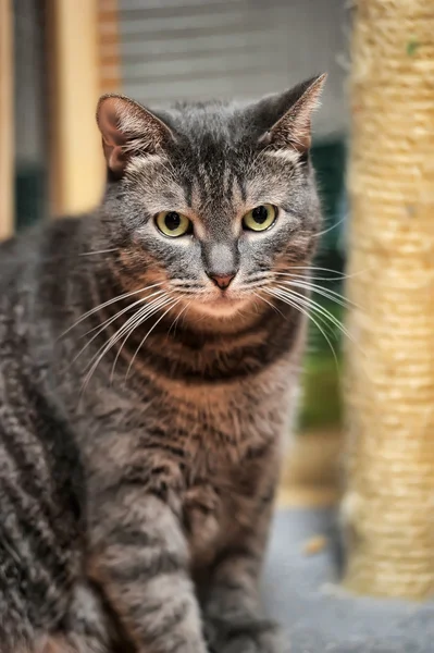 Beautiful young tabby shorthair cat — Stock Photo, Image