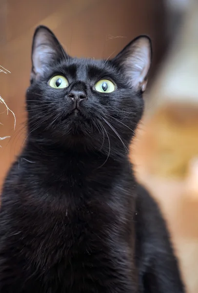 검은 고양이 휴식 — 스톡 사진