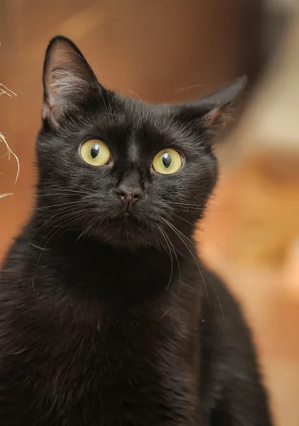 Schwarze Katze entspannt sich — Stockfoto