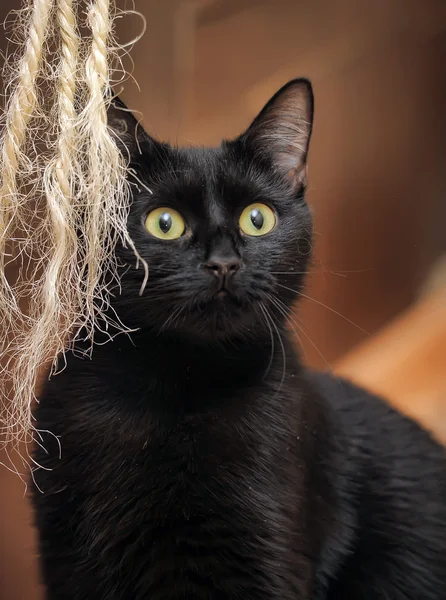 Relaxační černá kočka — Stock fotografie