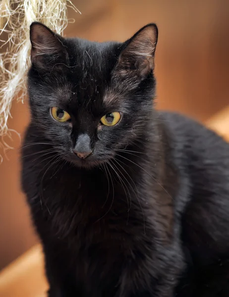 Negro gato relajante — Foto de Stock